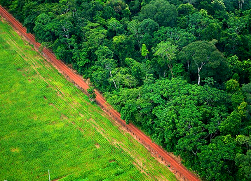 紐約時報：繼續砍伐森林人類未來沒水喝