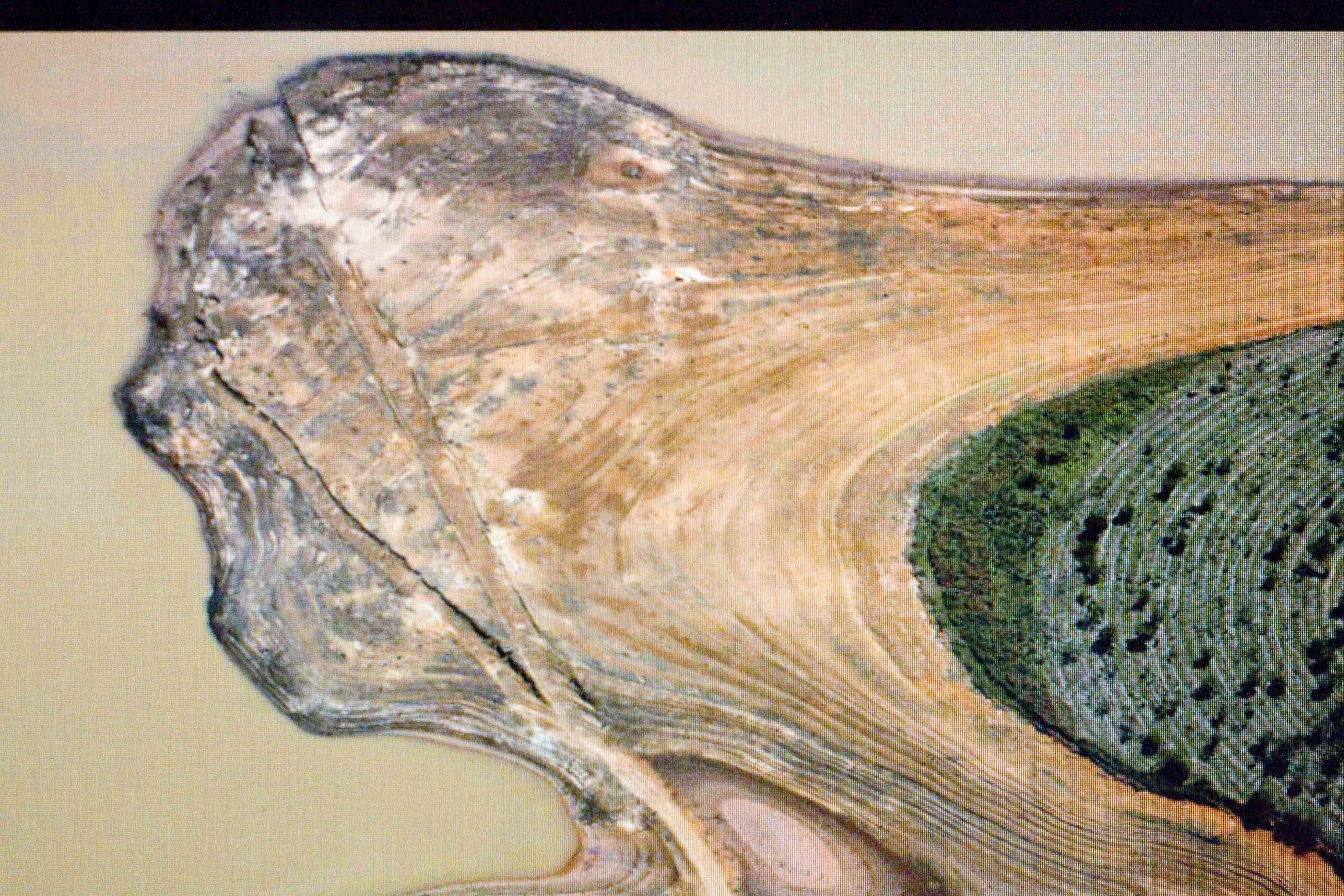 經濟學人：防止聖保羅乾旱惡化 種3萬顆樹涵養水源